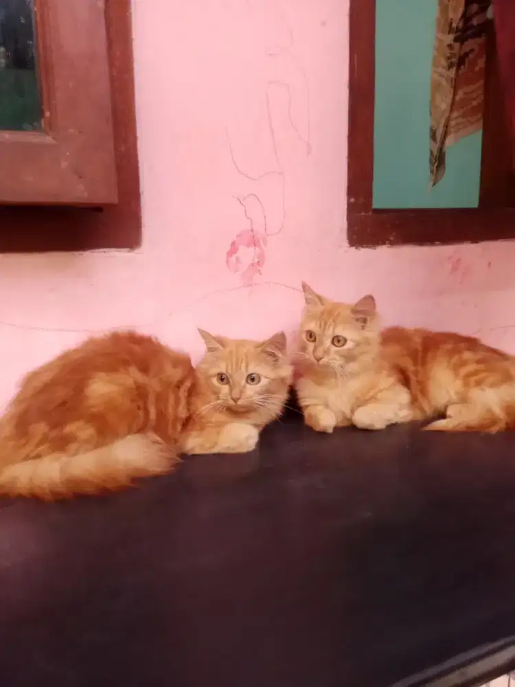 Kucing Persia medium