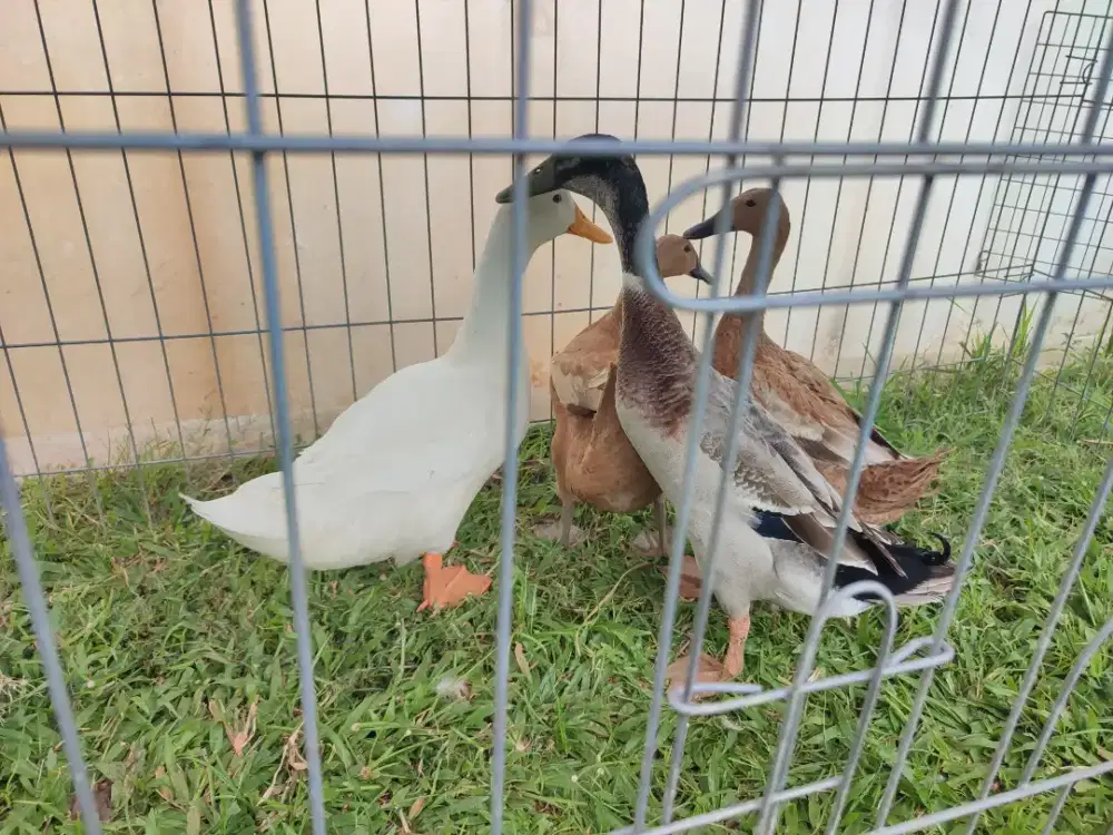 Bebek Peking Dan Kepala Hijau