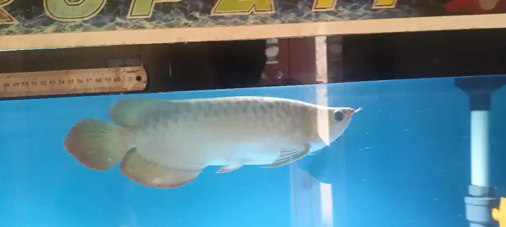 Super red good anatomi -+40cm