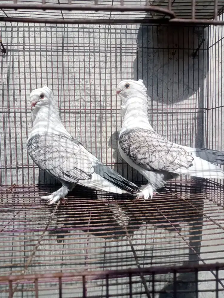 Merpati hias santinet sepasang