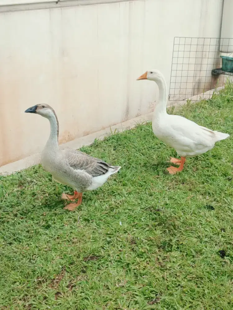 Soang Jantan Benggala dan Putih