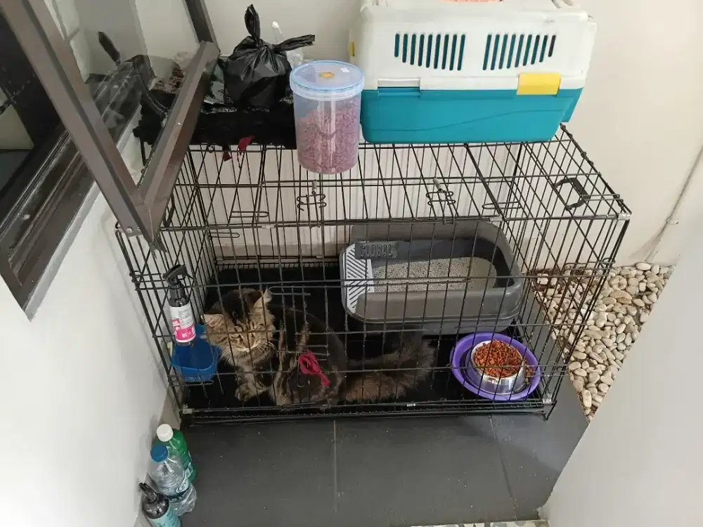Maincoon Mix Usia 5 Tahun