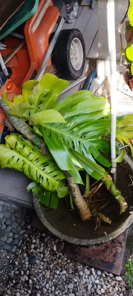 Bonggol Monstera Deliciosa