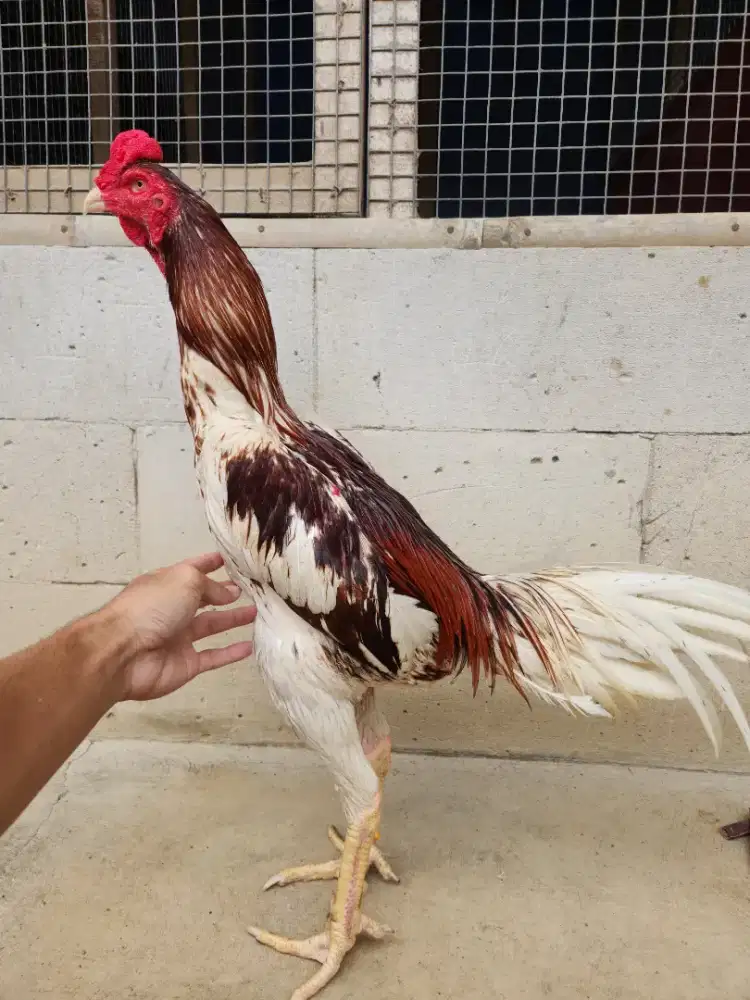 Ayam bangkok shamo bk selatan kondisi siapan super mewah