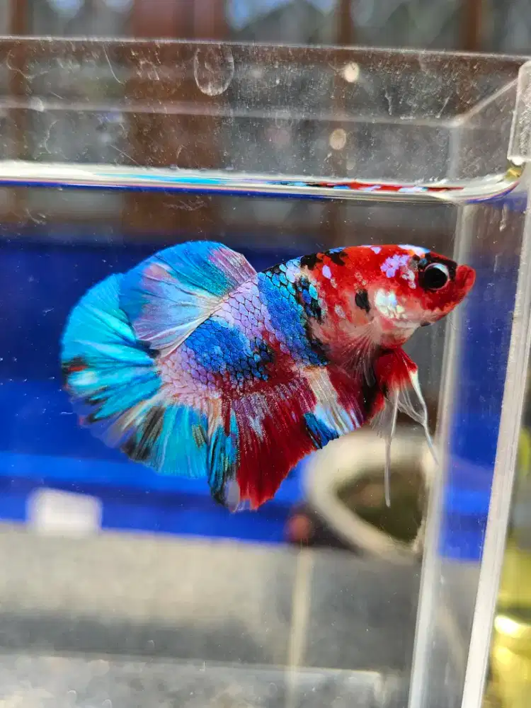 Cupang Plakat Multicolor