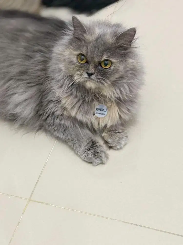 BLH x flatnose betina 6bln murmer sudah vaksin