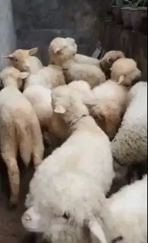 5 ekor cempe anakan domba merino 4 bln 1 jantan 4 betina siap ternak