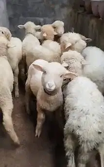 5 ekor cempe anakan domba merino 4 bln 1 jantan 4 betina siap ternak