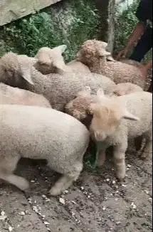 5 ekor cempe anakan domba merino 4 bln 1 jantan 4 betina siap ternak