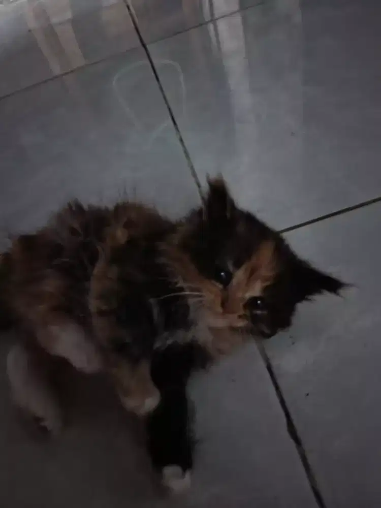 Kucing anak an masih lucu