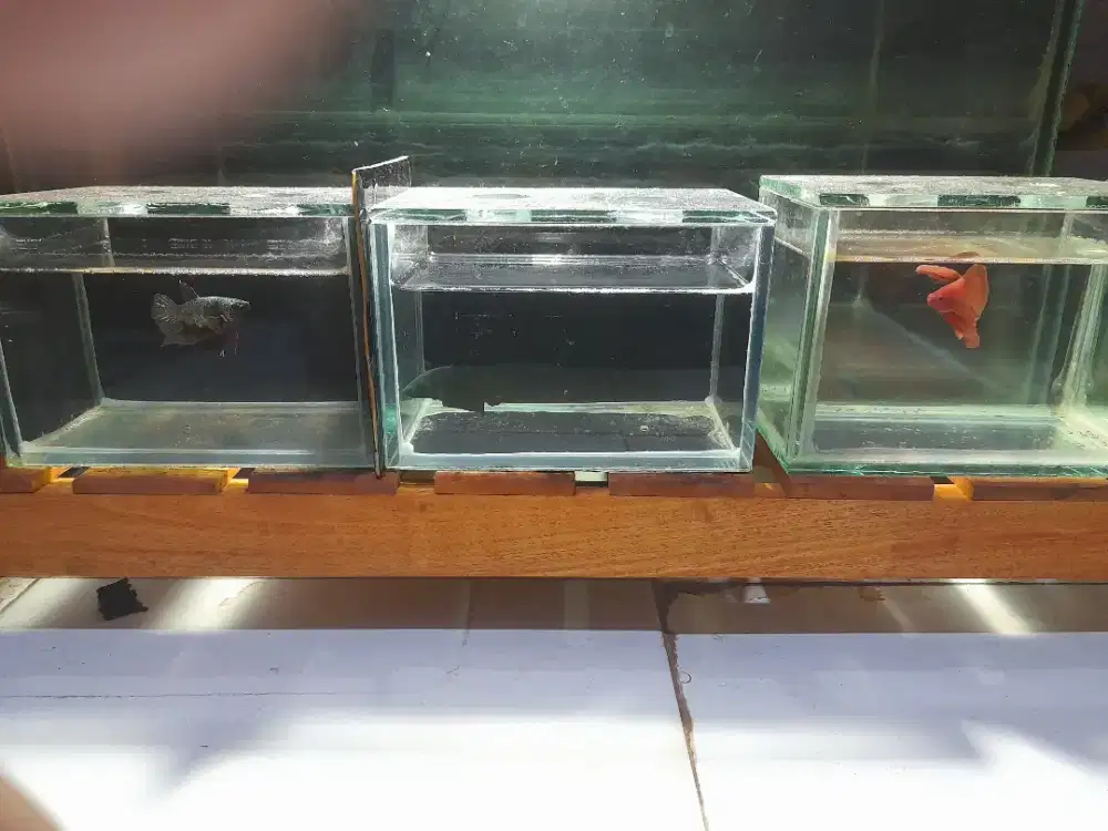 jual ikan cupang
