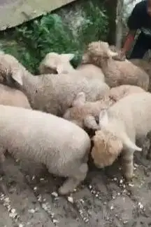 5 ekor cempe anakn domba merino 4 bln 1 jantan 4 betina rawatan manteb