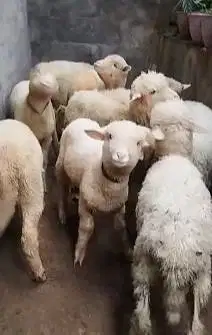 5 ekor cempe anakn domba merino 4 bln 1 jantan 4 betina rawatan manteb