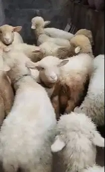 5 ekor cempe anakn domba merino 4 bln 1 jantan 4 betina rawatan manteb