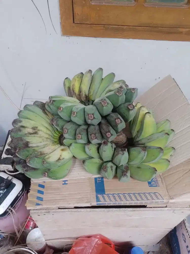 pisang kepok kuning matang pohon