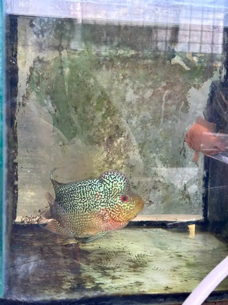 Lohan Kamfa Mutiara F2