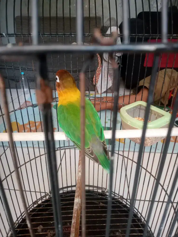 Lovebird betina gacorr
