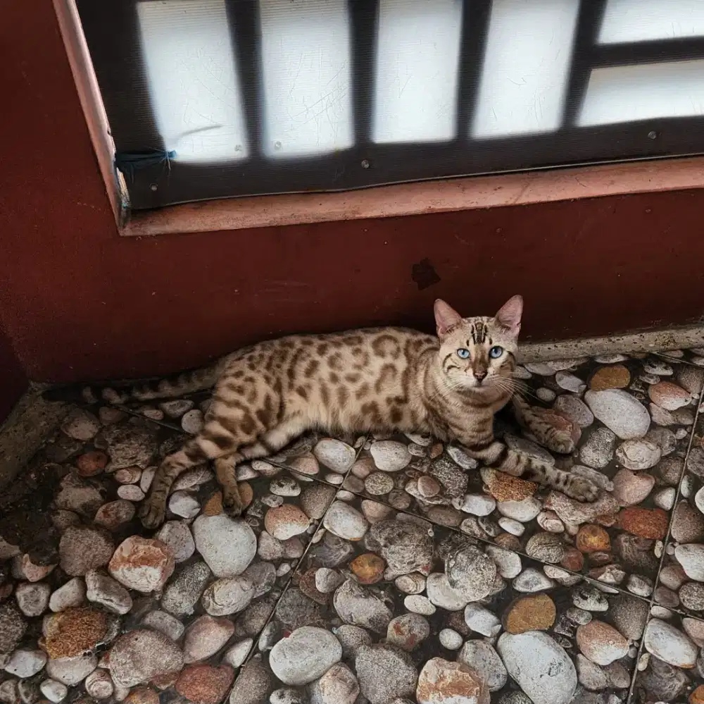 Kucing B3ngal Sepasang