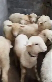 5 ekor cempe bibit domba merino 4 bulanan 1 jantan 4 betina jamin puas