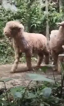 5 ekor cempe bibit domba merino 4 bulanan 1 jantan 4 betina jamin puas