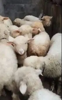 5 ekor cempe bibit domba merino 4 bulanan 1 jantan 4 betina jamin puas