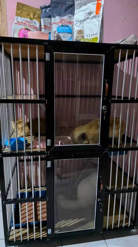 Cat Hotel penitipan kucing