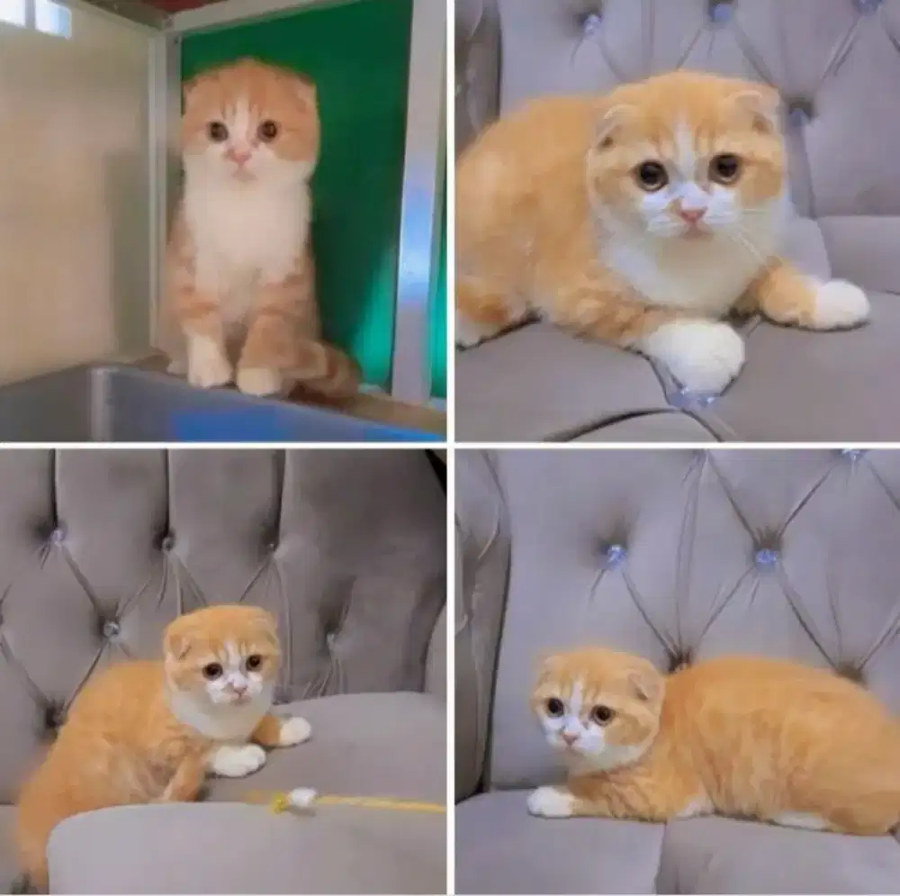 Scottish fold betina 3,5bln trah ori rusia