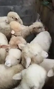 5 ekor cempe bibit domba merino 4 bulanan 1 jantan 4 betina rawatan ok