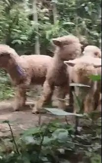 5 ekor cempe bibit domba merino 4 bulanan 1 jantan 4 betina rawatan ok