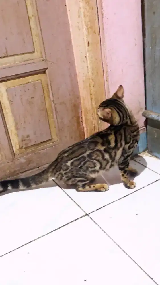 Kucing B e n g a l betina 5bulan sudah vaksin
