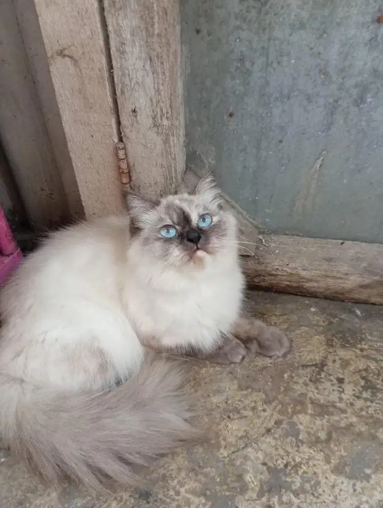 Kucing himalaya dewasa
