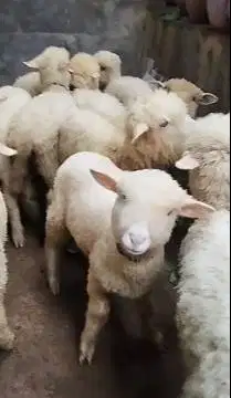 5 ekor cempe anakan domba merino 4 bulanan 1 jantan 4 betina jamin top