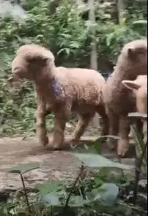 5 ekor cempe anakan domba merino 4 bulanan 1 jantan 4 betina jamin top