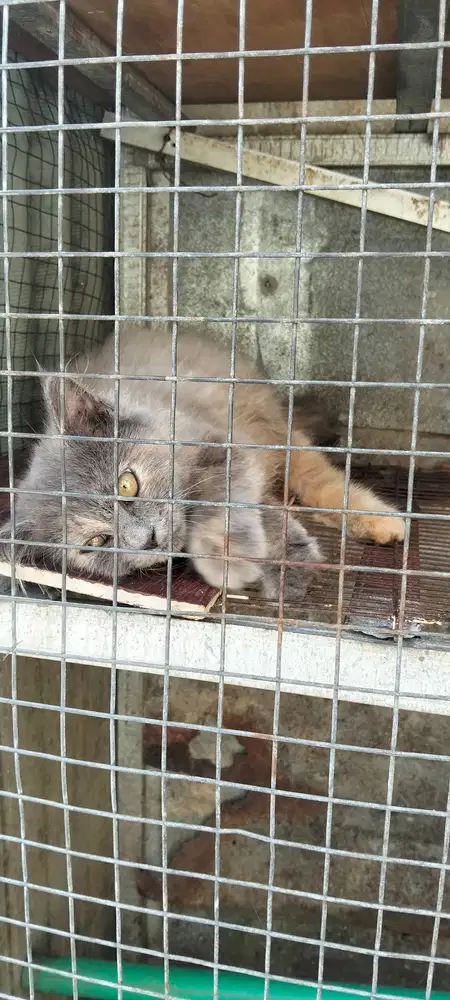 Kucing Persia medium umur 3 bln