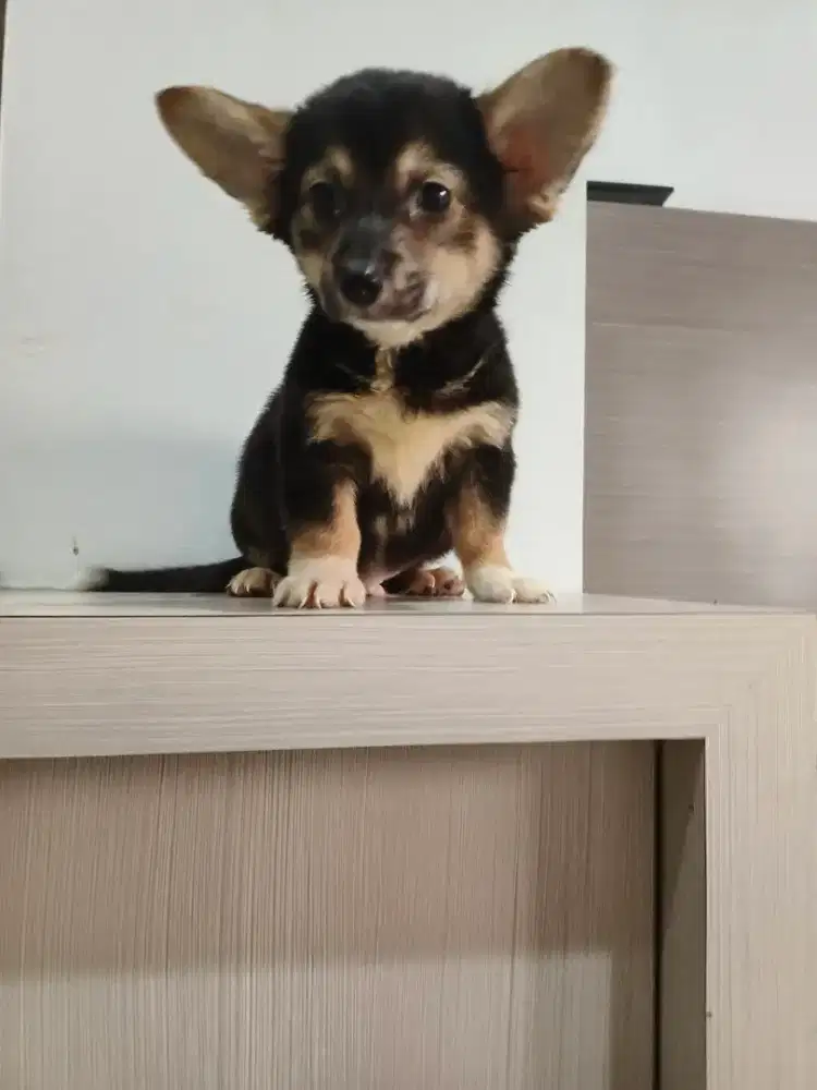 Pupy corgi mix 2 bulan