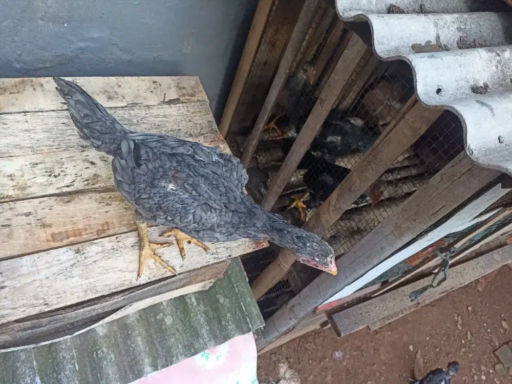 Ayam bangkok ekor lidi