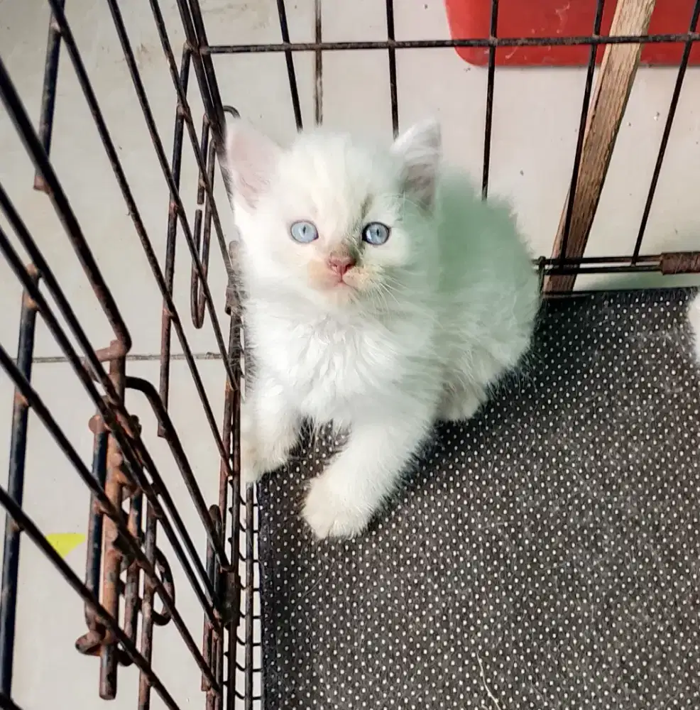 Anak kucing Persia Himalaya kitten