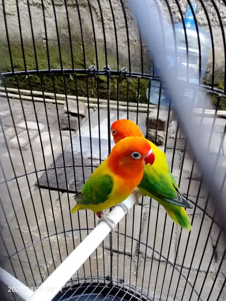 Burung Lovebird