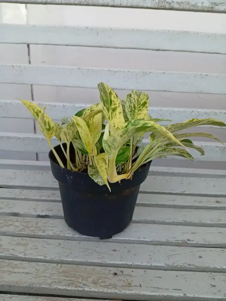 tanaman sirih gading