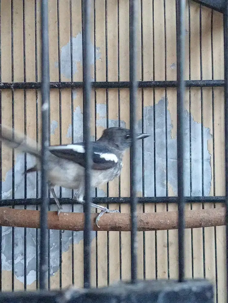 Burung Kacer trotol betina