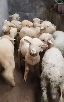 5 ekor cempe anakan domba merino 4 bln 1 jantan 4 betina siap ternak