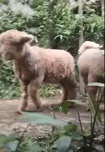 5 ekor cempe anakan domba merino 4 bln 1 jantan 4 betina siap ternak