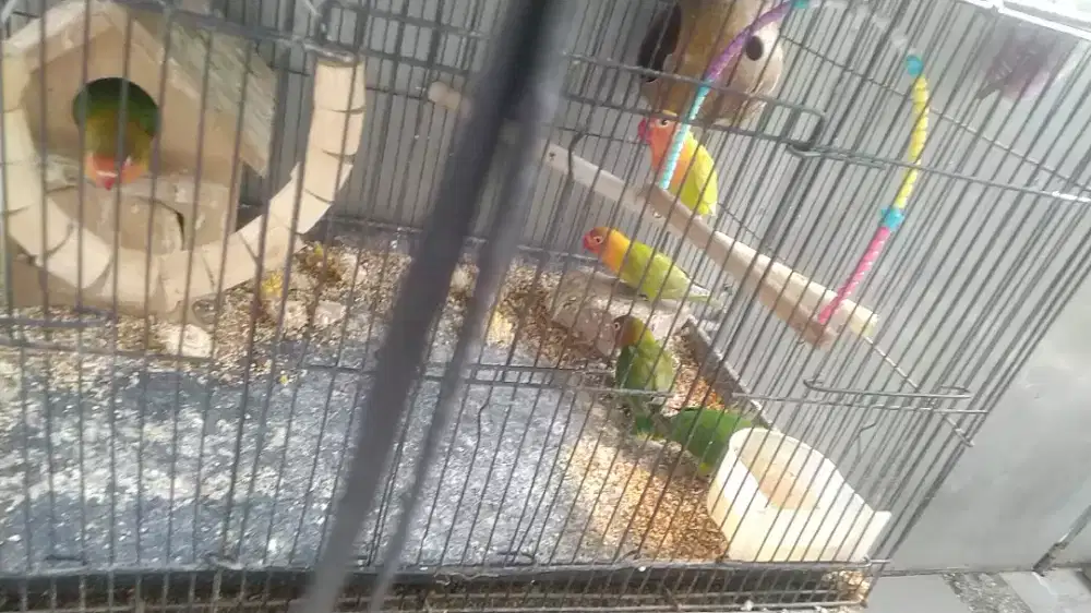 5 ekor lovebird umur 3 bulan jalan