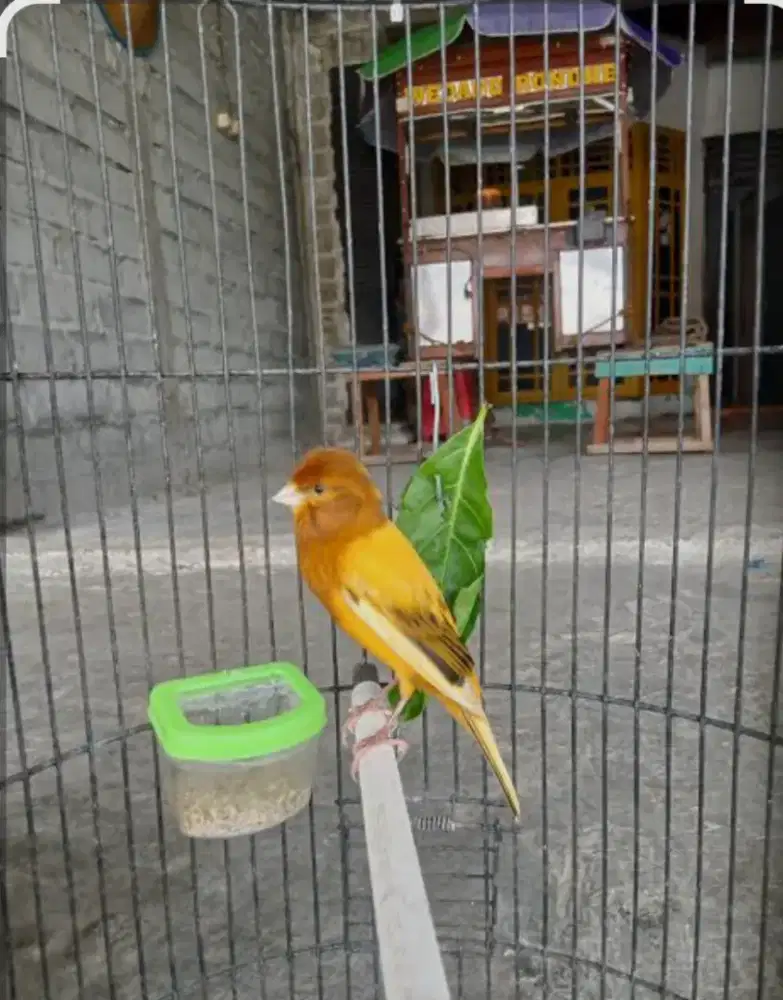 Kenari Bon Orange Gacor