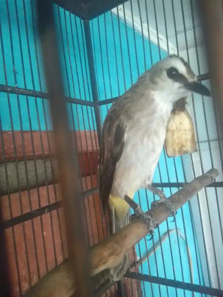 TRUKCUK BODY PANJANG KAKI DEKER BAWA GOLOK JINAK 350 AJA