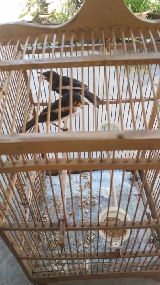 Burung Kacer Dari Loloh, Prediksi 1 Pasang