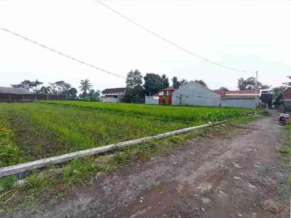 sawah selomartani kalasan