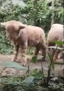 5 ekor anakan domba merino 1 jantan 4 betina siap ternak budidaya 4bln