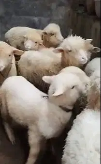 5 ekor anakan domba merino 1 jantan 4 betina siap ternak budidaya 4bln