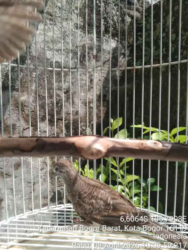 Perkutut Bangkok Sepasang Usia 3 Bulan